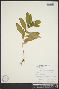 Triadenum tubulosum image