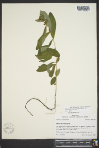 Triadenum tubulosum image