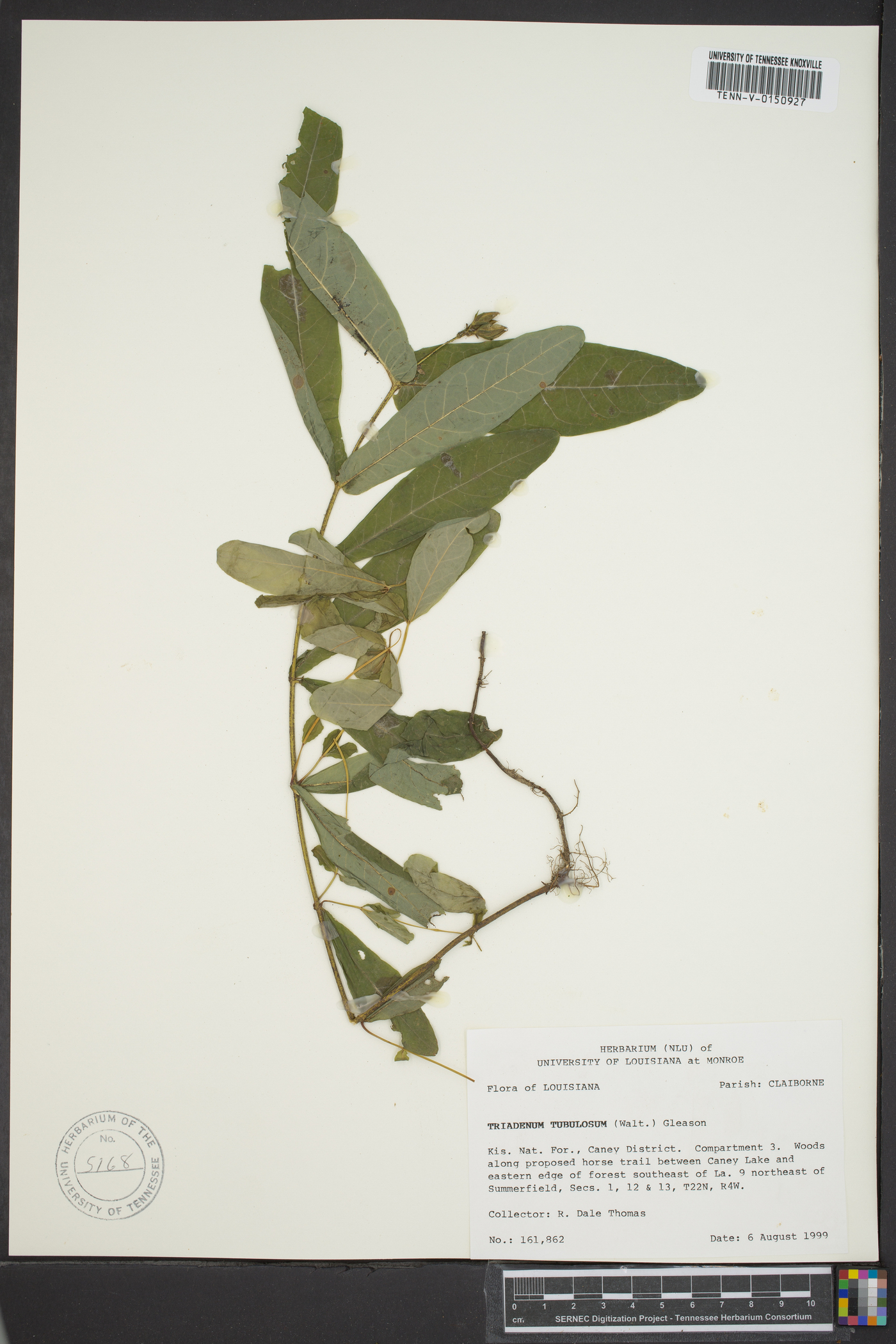 Triadenum tubulosum image