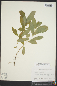 Triadenum tubulosum image