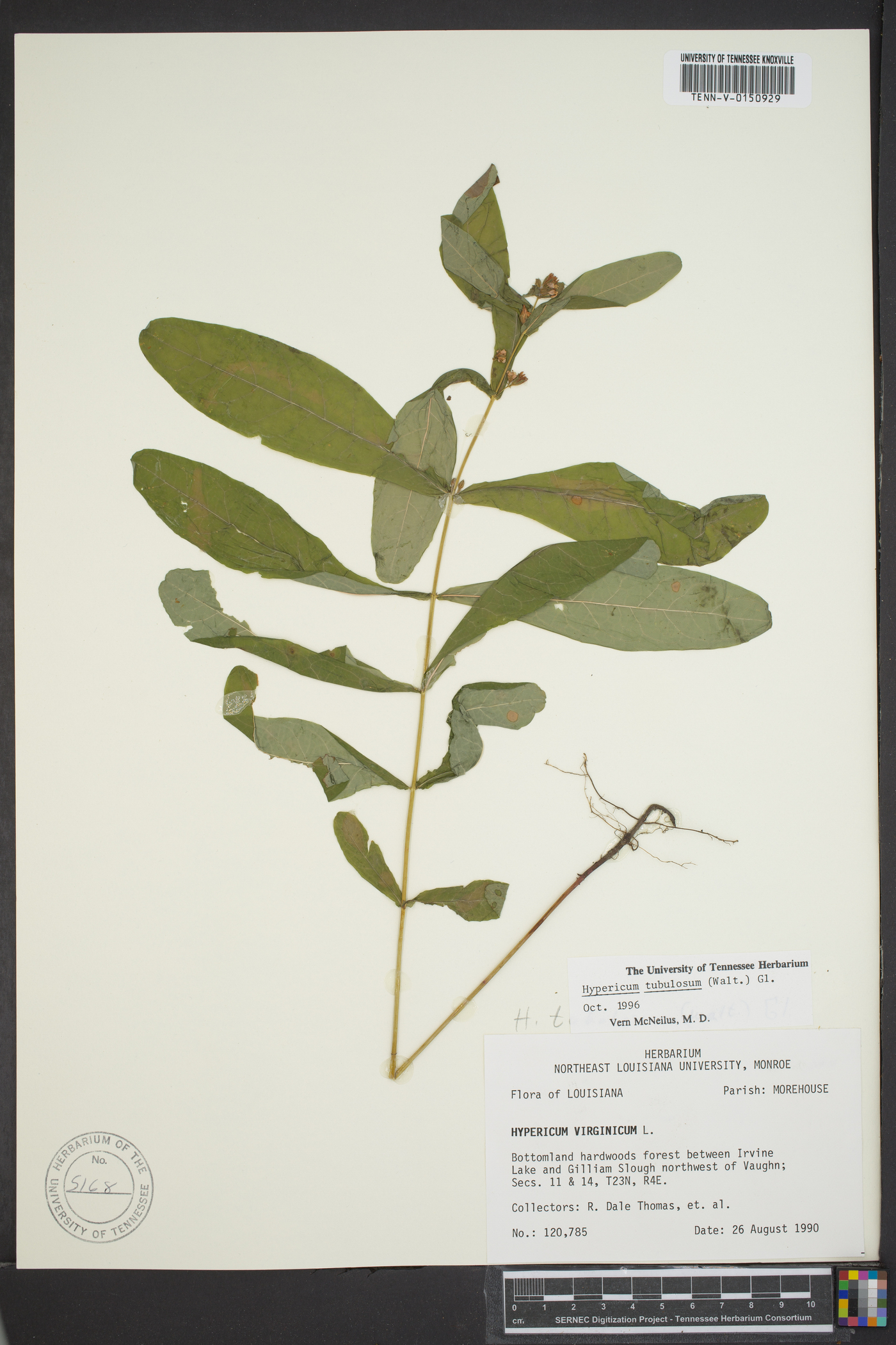 Triadenum tubulosum image