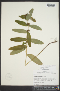 Triadenum tubulosum image