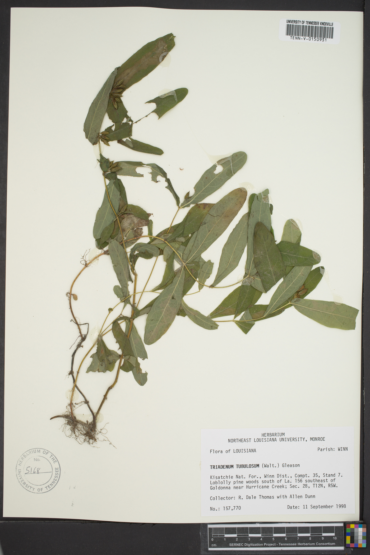 Triadenum tubulosum image