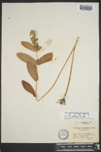 Triadenum tubulosum image