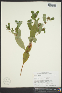 Triadenum walteri image