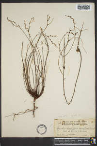 Sanidophyllum cumulicola image