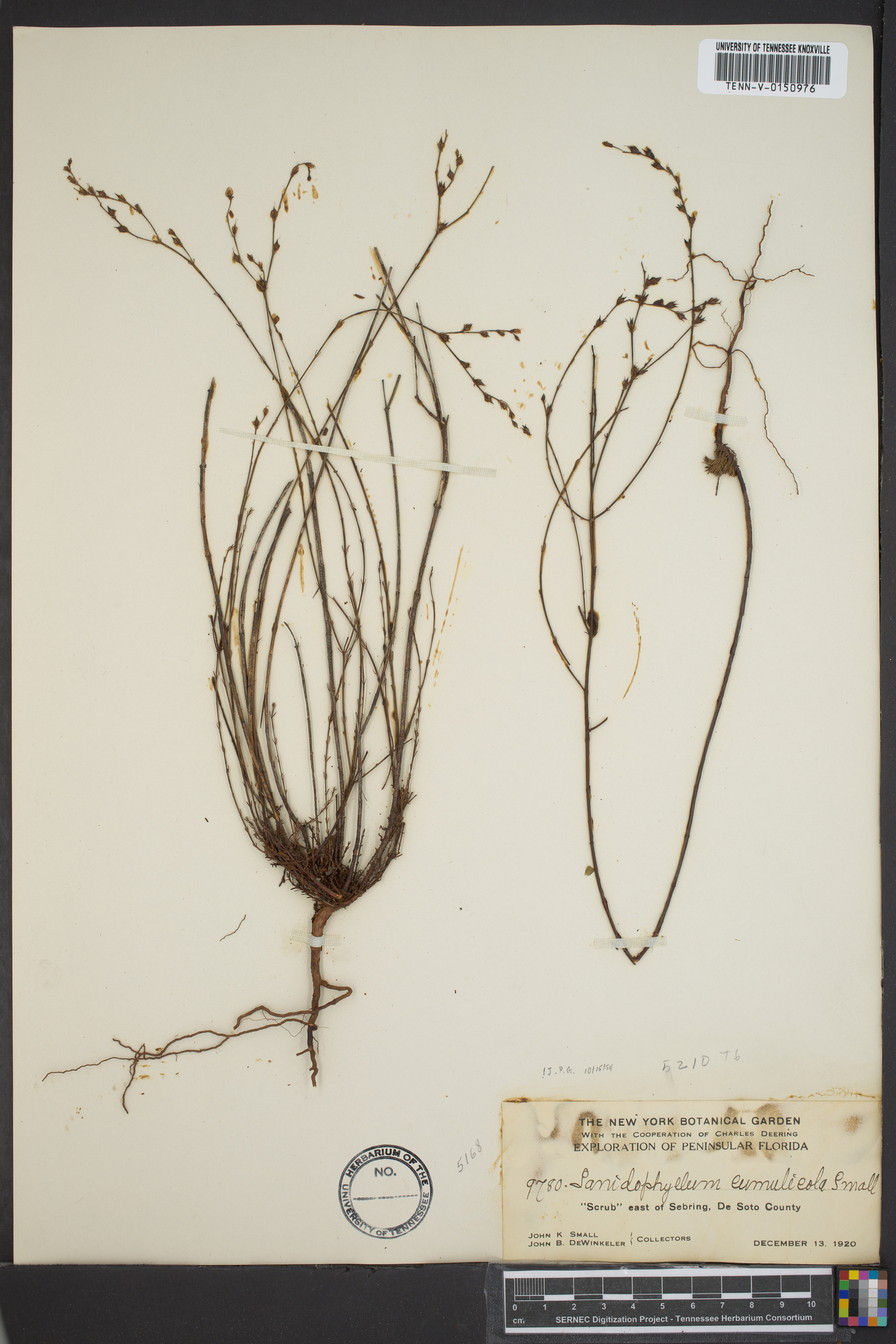 Sanidophyllum image