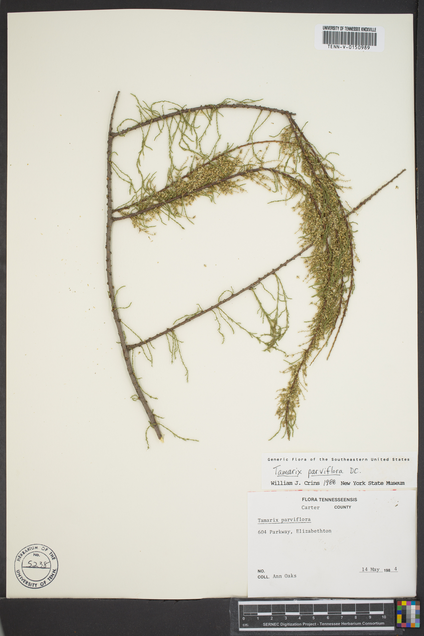 Tamarix parviflora image