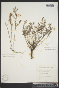 Helianthemum georgianum image