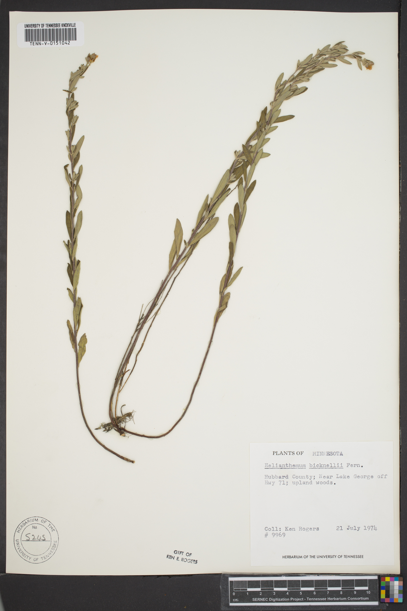 Helianthemum bicknellii image