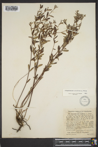 Crocanthemum canadense image