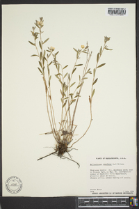 Crocanthemum canadense image