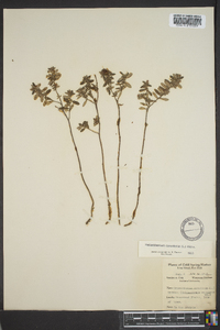 Crocanthemum canadense image