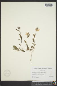 Helianthemum carolinianum image