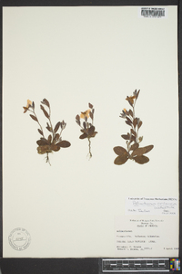 Helianthemum carolinianum image