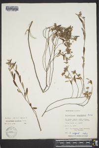 Helianthemum corymbosum image