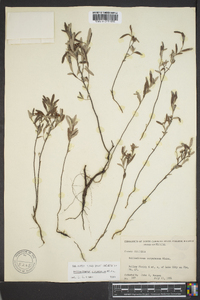 Helianthemum corymbosum image