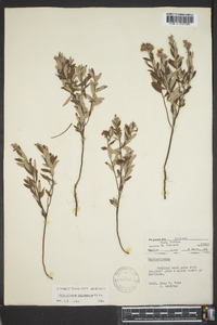 Helianthemum corymbosum image