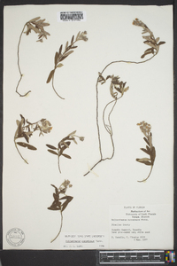 Helianthemum corymbosum image