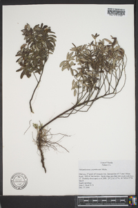 Helianthemum corymbosum image