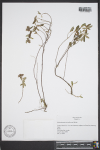 Helianthemum corymbosum image