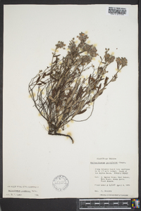 Helianthemum corymbosum image