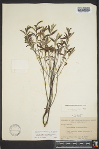 Helianthemum corymbosum image