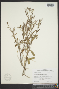 Helianthemum georgianum image