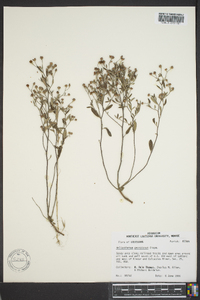 Helianthemum georgianum image