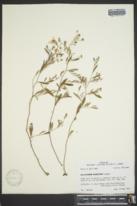 Helianthemum georgianum image