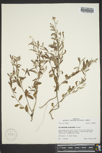 Helianthemum georgianum image