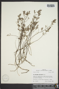 Helianthemum georgianum image