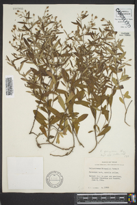 Helianthemum georgianum image