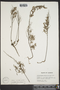 Helianthemum rosmarinifolium image