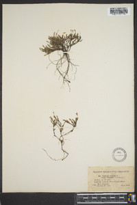 Hudsonia ericoides image