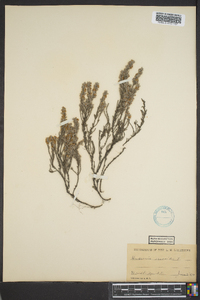 Hudsonia ericoides image