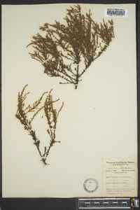 Hudsonia ericoides image