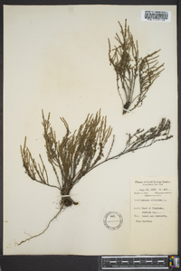 Hudsonia ericoides image