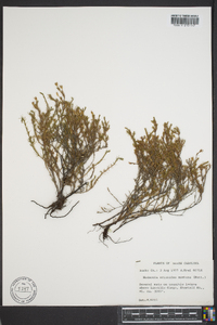 Hudsonia ericoides image