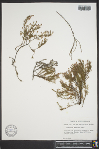 Hudsonia ericoides image