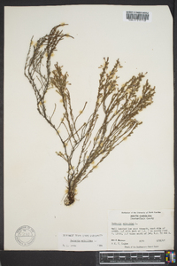 Hudsonia ericoides image