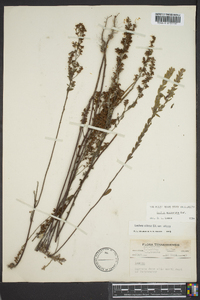 Lechea mucronata image