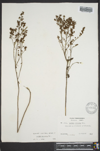 Lechea mucronata image