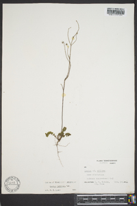 Lechea mucronata image