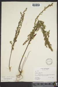 Lechea mucronata image