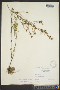 Lechea mucronata image