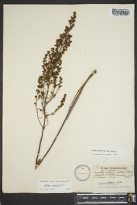 Lechea mucronata image