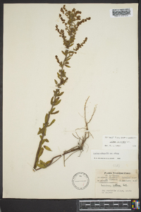 Lechea mucronata image