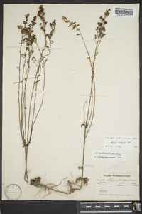 Lechea mucronata image