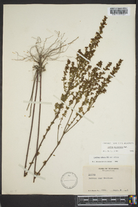 Lechea mucronata image